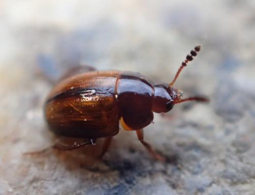 Réf. 270 835 : Leiodes sp.
